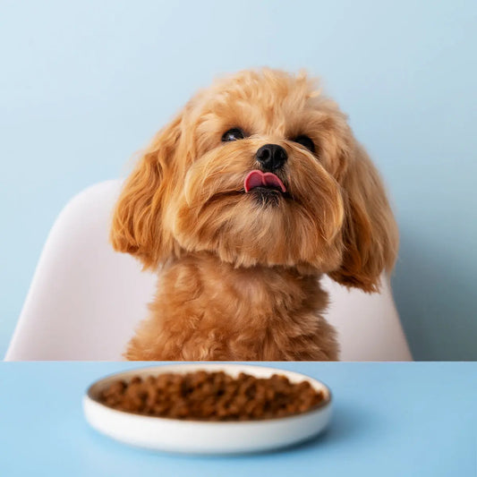 Los Alimentos Prohibidos para Perros: Protege a tu Compañero Peludo