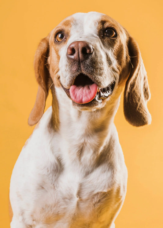 10 Consejos Esenciales para el Cuidado de tus Mascotas